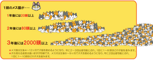 1頭のメス猫が1年後には20頭以上、2年後には80頭以上、3年後には2000頭以上に増えることを示すイラスト