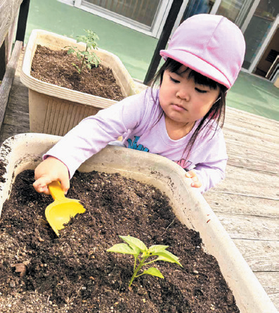 ピーマンの苗植えるよ！