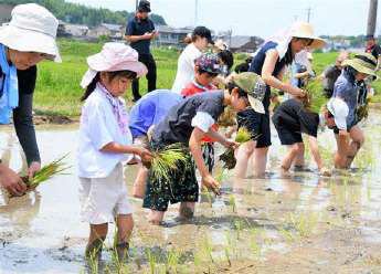 田植えをしている様子