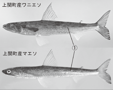 上関町産ワニエソと上関町産マエソ