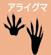 アライグマ