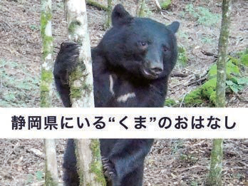 静岡県にいる“くま”のおはなし